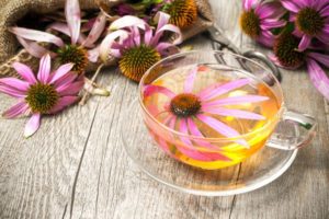 Echinacea
