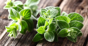 Origano