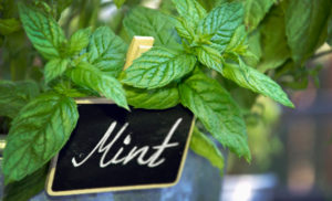 Menta