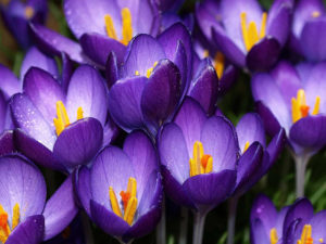 colori