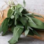 Salvia