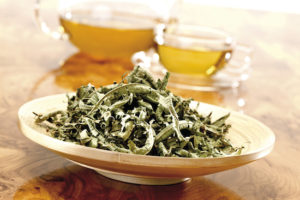 Verbena
