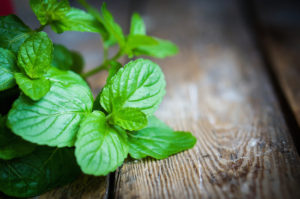 Menta