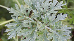 artemisia